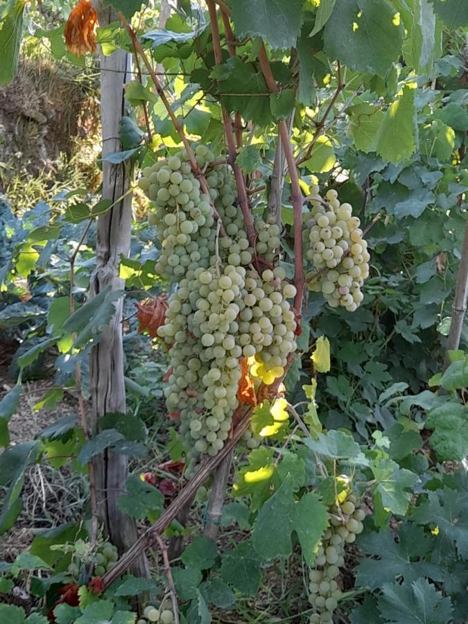 I Tre Grappoli Villa Corniglia Ngoại thất bức ảnh