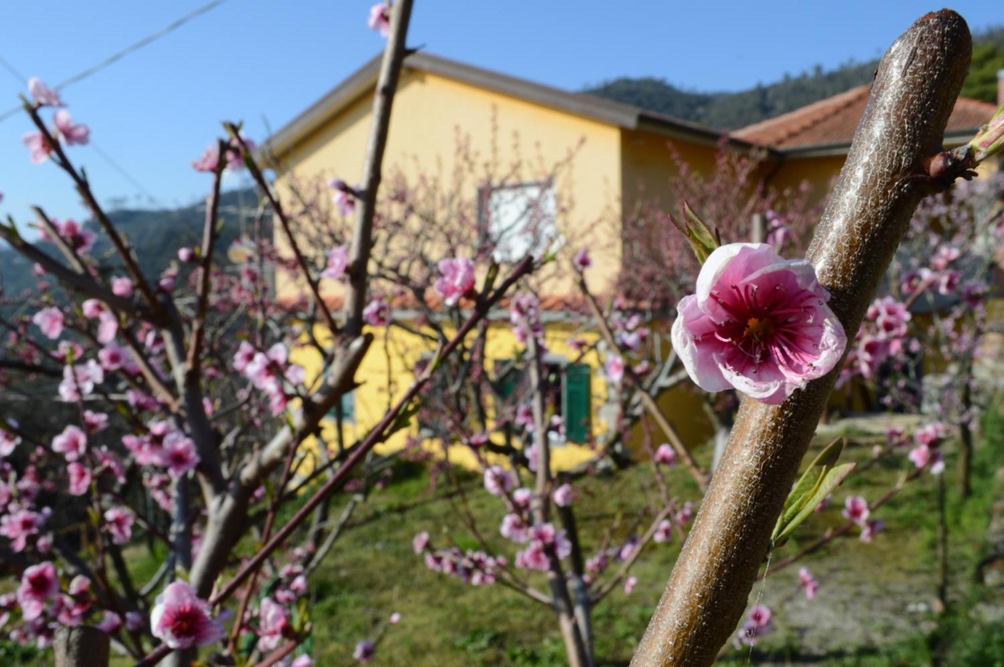 I Tre Grappoli Villa Corniglia Ngoại thất bức ảnh