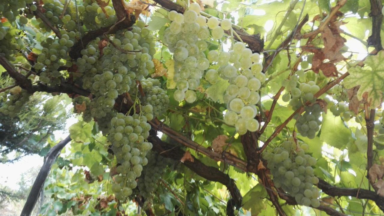 I Tre Grappoli Villa Corniglia Ngoại thất bức ảnh